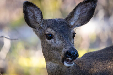Close-up portrait of a Black-tailed deer doe at Oaks Bottom Wildlife Refuge in Portland Oregon
