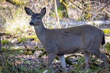 Black-tailed deer doe walking through the woods at Oaks Bottom Wildlife Refuge in Portland Oregon