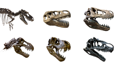 Fossil Bone Skull and Jaws of dinosaur collection set. isolated on white background and Clipping path.