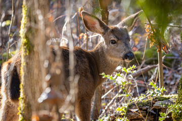 Baby Black-tailed deer fawn walking behind some trees at Oaks Bottom Wildlife Refuge in Portland Oregon