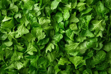 Fototapeta premium Close-up of fresh and vibrant green spinach leaves, perfect for healthy food and nutritious diets