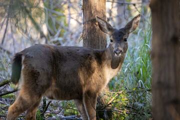 Black-tailed deer doe walking through the woods at Oaks Bottom Wildlife Refuge in Portland Oregon