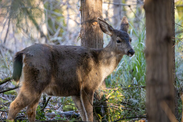 Black-tailed deer doe walking through the woods at Oaks Bottom Wildlife Refuge in Portland Oregon