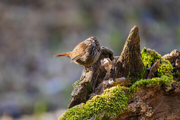 Obraz premium A Song Sparrow perched on a tree stump in Oaks Bottom Wildlife Refuge in Portland Oregon