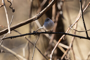 A Bushtit resting on a twig in the shade at Oaks Bottom Wildlife Refuge in Portland Oregon