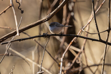 A Bushtit resting on a twig in the shade at Oaks Bottom Wildlife Refuge in Portland Oregon