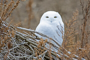 snowy owl