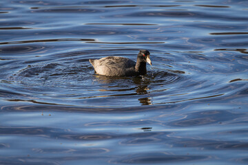 American Coot swimming at Oaks Bottom Wildlife Refuge in Portland Oregon