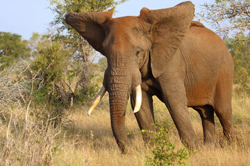 Afrikanischer Elefant / African elephant / Loxodonta africana....