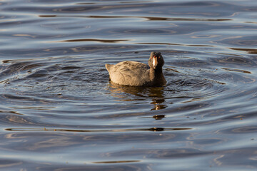 American Coot swimming at Oaks Bottom Wildlife Refuge in Portland Oregon