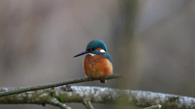 Eisvogel im Herbst, Winter auf einem Ast / Vogel / Kingfisher