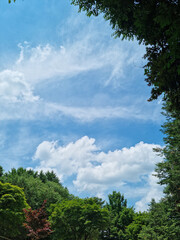 
A sky with clouds and a forest of trees.