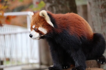 レッサーパンダ