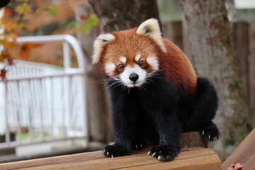 レッサーパンダ