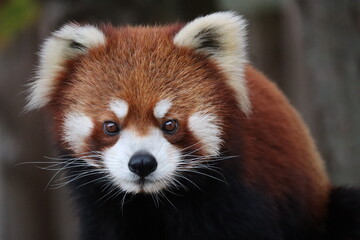 レッサーパンダ