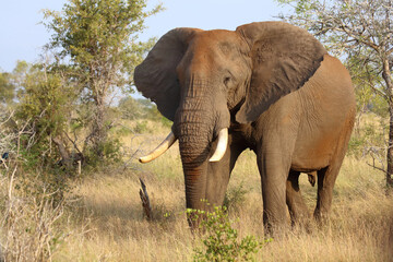 Afrikanischer Elefant / African elephant / Loxodonta africana..