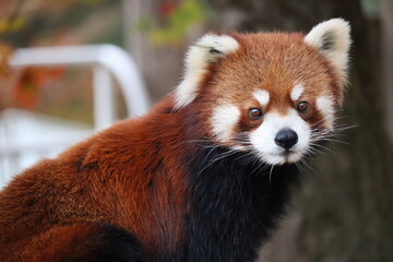 レッサーパンダ