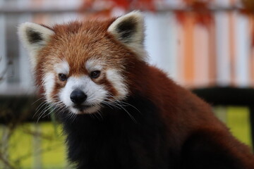 レッサーパンダ