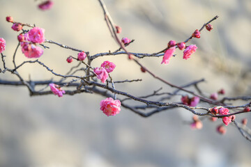 ようやく咲き始めたピンク色の梅の花　神戸岡本で撮影
