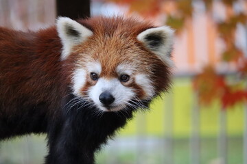 レッサーパンダ