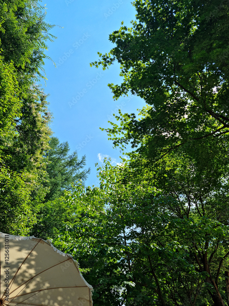 Canvas Prints a sky with clouds and a forest of trees.