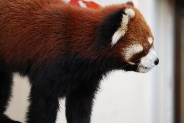 レッサーパンダ