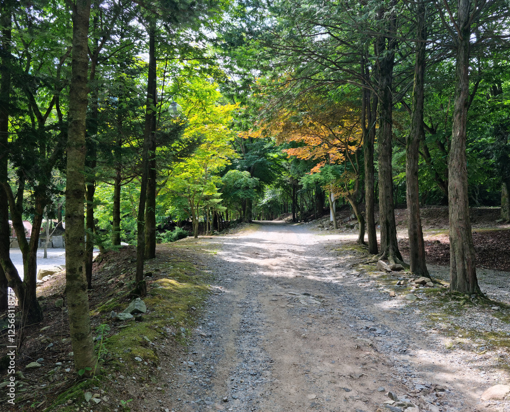 Canvas Prints it is a forest road lined with trees.