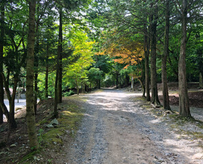 
It is a forest road lined with trees.