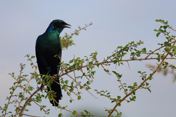 Riesenglanzstar / Burchell's starling / Lamprotornis australis