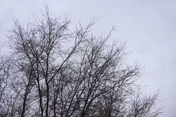 Bare trees under gray foggy winter sky