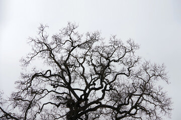 Bare trees under gray foggy winter sky