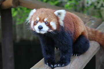 レッサーパンダ