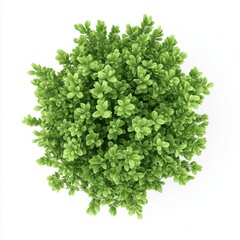 Obraz premium Lush green plant viewed from above, showcasing dense foliage and vibrant leaves, for enhancing natural decor.
