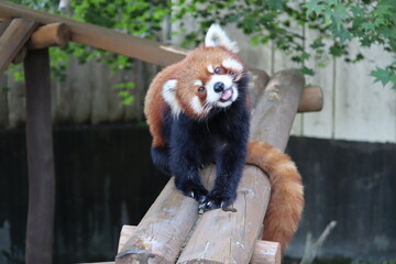 レッサーパンダ