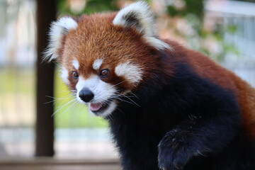 レッサーパンダ