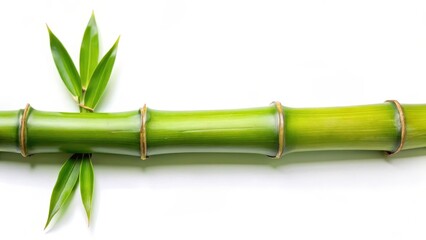 Fototapeta premium Green Bamboo Stem and Leaves on White Background