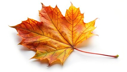 Single Autumn Maple Leaf on White Background