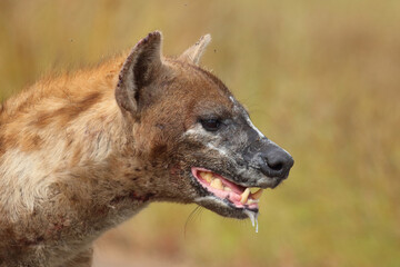 Tüpfelhyäne / Spotted hyaena / Crocuta crocuta