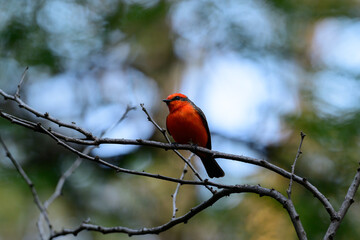 red cardinal on branch