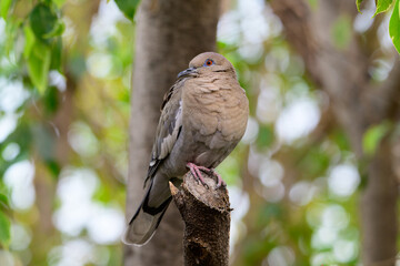 dove resting on a branch