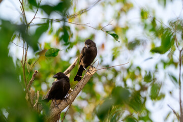 A pair of blackbirds on a branch