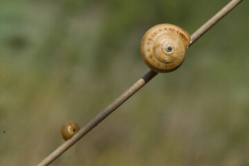 Snail stickung to a stalk. Snail (Theba pisana). Edible. Sassari, Sardinia. Italy