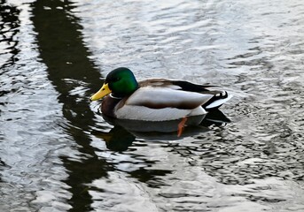 Obraz premium duck on the water