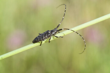 Cerambycidal beetle. Agapanthia irrorata. Bunnari, Sassari. Sardinia. Italy