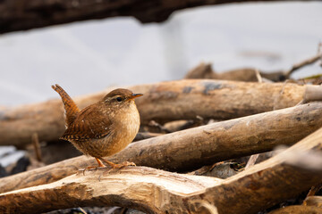 Zaunkönig am Boden auf der Futtersuche an einem Bach / Vogel