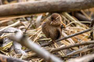 Zaunkönig am Boden bei der Gefiederpflege an einem Bach / Vogel