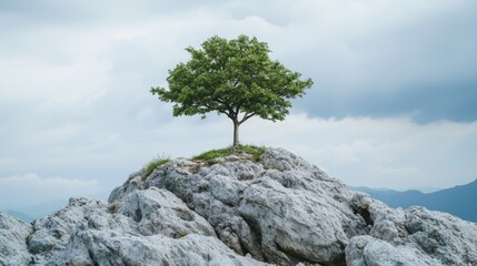 Resilient Tree on Majestic Mountain Peak