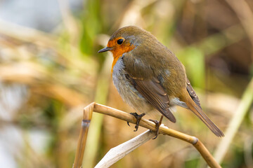 Rotkelchen, Robin im Herbst / Winter auf einem Ast / Vogel