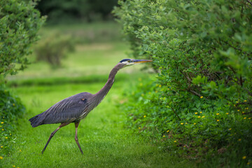 2023-12-31 SIDE CLOSE UP OF A ADULT BLUE HERON SNEAKING ACROOS A ROW IN THE BELLEVUE BLUEBERRY FARM AT LARSEN LAKE