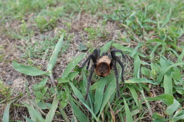 Texas Brown Tarantula walking on grass
